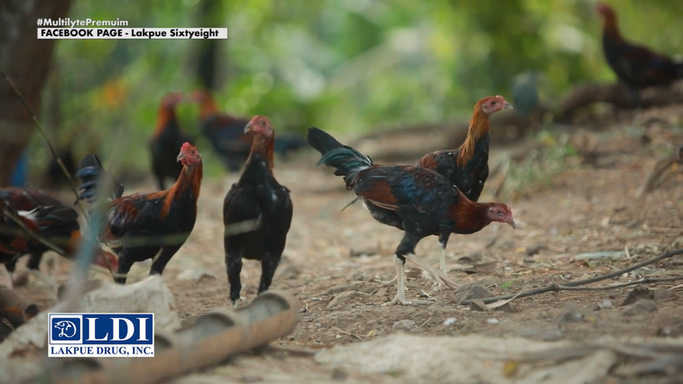 Simpleng Magmamanok na si Charlie Cruz Ibabahagi kung Paano Pinananatiling Malusog at Kondisyon ang mga Manok Gamit ang Sariling Diskarte Powered by LDI June 21, 2025